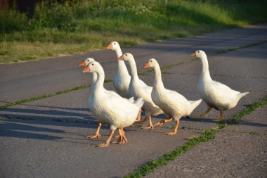 NEKI ZATVORI UKIDAJU PSE ČUVARE, UMESTO NJIH ROBIJAŠE ĆE ČUVATI GUSKE:  U Kini već čuvaju granicu - pokazale se kao dobar izbor!