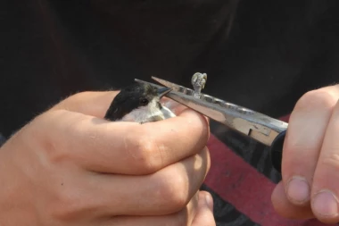 Društvo za zaštitu i proučavanje ptica Srbije: PRSTENOVALI OKO 500 PTICA KOD BELE CRKVE!