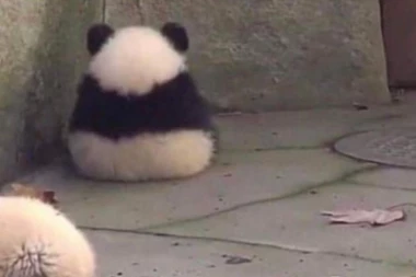 VIDESTE LI IŠTA SLAĐE? Ovako izgleda mala panda kada se naljuti