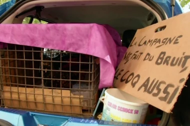 (VIDEO) Dvomesečno suđenje završeno u korist petla: Može da nastavi da kukuriče, a komšije koje su se  žalile još će i da PLATE!