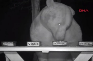 (VIDEO) Urnebesno! Medvede koji su mu krali med zaposlio kao DEGUSTATORE!