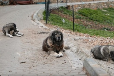 SUROVA OSVETA! Vlasniku psa koji je napao i uzujedao prolaznike u Crnoj Bari ubijena preostala četiri ljubimca! DRŽAO IH ZBOG BOLESNE ŽENE!