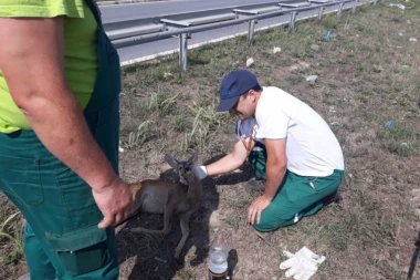 (FOTO) Nesvakidašnji prizor: Srna u Bulevaru Evrope