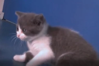 Neutešni vlasnik mačke nije mogao bez svog ljubimca, ali je jedna kineska kompanija uspela da klonira njegovog najdražeg prijatelja