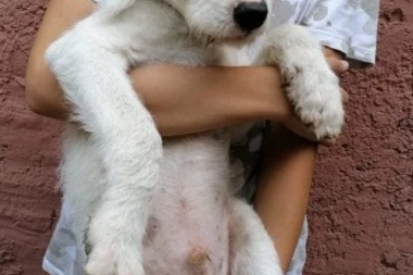 (FOTO) Pet preslatkih kuca traži dom, hajde da ih udomimo