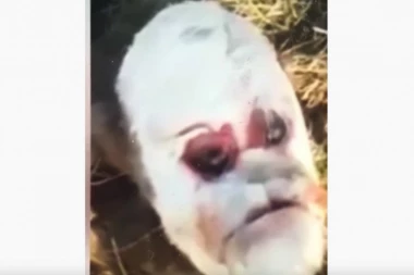 (VIDEO) ŠOK! Rođeno tele sa "ljudskim licem"!