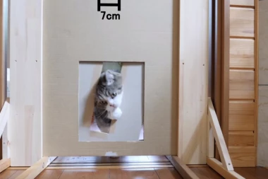 (VIDEO) NEMA NEMOGUĆE PREPREKE ZA NJIH: Mačke se provukle se i kroz najuži prolaz