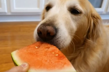 (VIDEO) KO KAŽE DA PAS NE VOLI LUBENICU? Kad vidite i čujete kako je ovaj zlatni retriver slasno jede, poželećete je i vi istog trena!