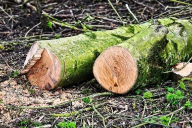 Opustošili šumu: Prevaranti u Kragujevcu posekli 540 stabala!