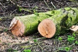 Opustošili šumu: Prevaranti u Kragujevcu posekli 540 stabala!