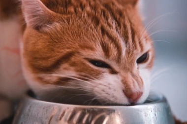 Zdrave poslastice za mace