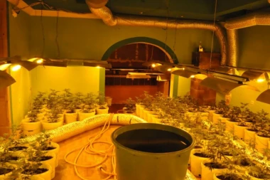 (FOTO) UHAPŠEN "TRAVAR": Otkrivena OGROMNA laboratorija za uzgoj marihuane!