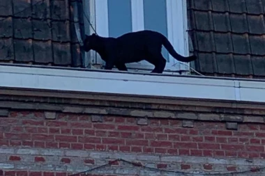 POTRAGA ZA CRNIM PANTEROM JOŠ TRAJE! Stručnjaci pozivaju na oprez! VEOMA JE NEPREDVIDIV I LAKO SE SKRIVA! (FOTO)