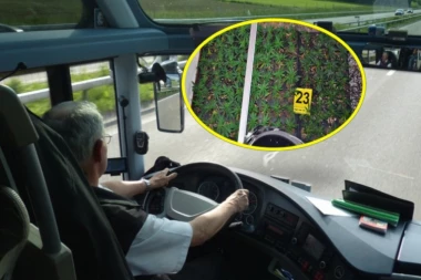 HIT SLUČAJ NA HORGOŠU! Vozač autobusa hteo da prošvercuje opremu za uzgoj marihuane, pa se pravdao da je za uzgoj paradajza!