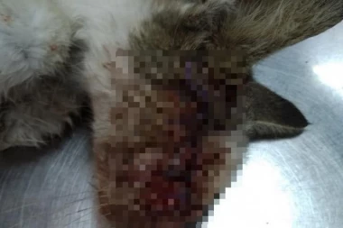 Apelujemo na sve ljude dobre volje da pruže privremeni dom maci koja je pogođena dijabolom u oko