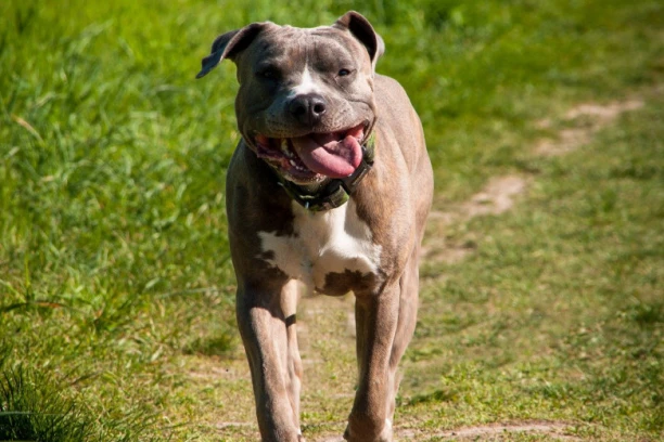 ŠTA SE S NAMA DEŠAVA? STAFORD NAPAO ŽENU I KASAPIO MLADIĆA KOJI JE PRIŠAO DA JOJ POMOGNE, OSTALI SAMO POSMATRALI! Detalji jezivog napada staforda u Nišu!