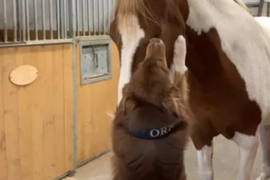 (VIDEO) Ovo je prava ljubav! Pogledajte kako se vole pas i konj