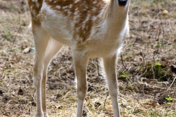 PRIJATELJSTVO KOJE TRAJE GENERACIJAMA: Mama srna ima neobičnog druga!