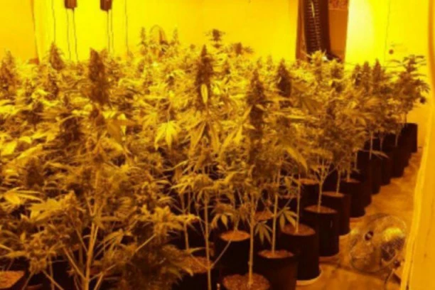 REVOLUCIJA NA POMOLU: Marihuana više NIJE doping?!