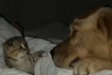 (VIDEO) Susret malog mačeta i ogromnog psa će vas potpuno osvojiti