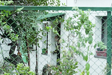 Strah i trepet na Zvezdari: Coka šeta sa nanogicom, komšije beže sa ulice!