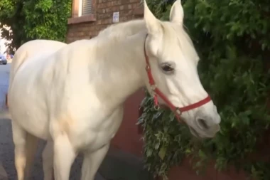 Upoznajte Dženi koja svakog jutra šeta ulicama i deli sreću po gradu: Umiljata kobila nosi komad papira na kome piše genijalna poruka