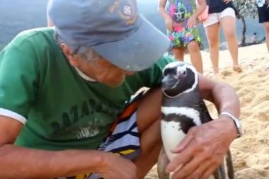 (VIDEO) Svake godine ovaj pingvin prepliva 8.000 kilometara da poseti svog spasioca