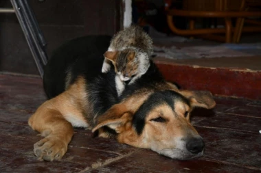 (VIDEO) Rasplakaće vas ova ljubavna priča: Pas Tom učinio čudo i spasio mačku, svog najboljeg prijatelja