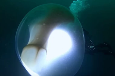 (VIDEO) NAUČNIKE UPLAŠILA OGROMNA MASA U MORU: Kad su saznali šta je, nisu mogli da veruju