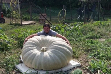 Divovsko voće i povrće! Bundeva od 440 kilograma, suncokret preko 4 metra!