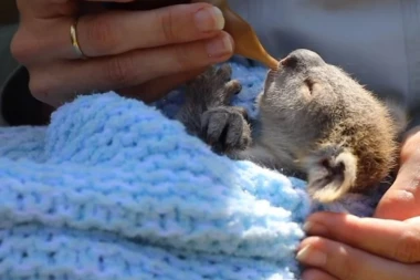 (VIDEO) HEJLI ŠUT JE HEROJ: Spasila je bebu koale od sigurne smrti