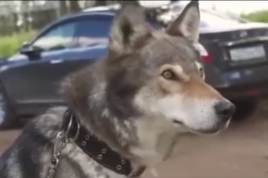 (VIDEO) Ruska snaga leži u njima! Stvorili su hibridnu rasu koja u svim vojnim operacijama prevazilaze bilo koju drugu