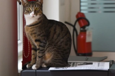 Veselo u Srpskom telegrafu: Naša redakcijska ljubimica slavi 2. rođendan