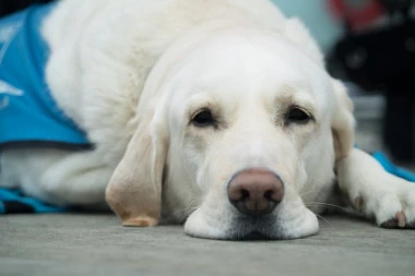 Ovi psi su najproždrvljiviji: Ne ljutite se, takvi su im geni