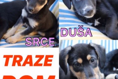 Hajde da im nađemo dom i porodicu! Ljuba, Srce i Duša spremno čekaju odgovornog vlasnika