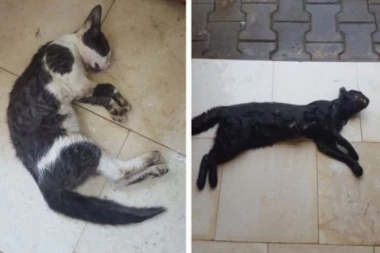 (FOTO) GDE ĆE MU DUŠA?! U dvorištu porodične kuće u Futogu otrovane četiri mačke