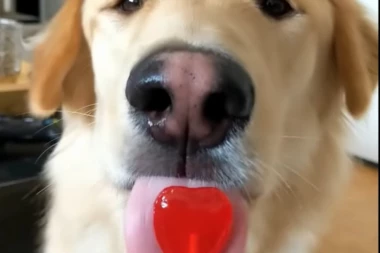 (VIDEO) NEODOLJIVO SLATKO: Ove kuce baš uživaju u svojim poslasticama!