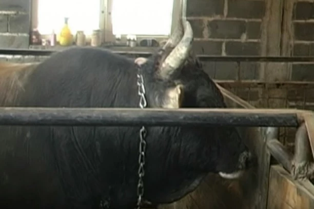 RAZJARENI BIK JE ČOVEKU SLOMIO REBRA, KUK I PRŠLJEN, A SIGURNE SMRTI SPASAO GA JE DEČAK LUKA! Nesvakidašnji incident okončan srećno, mališan postao heroj nacije! (FOTO)