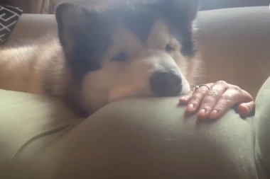 (VIDEO) Pas štiti stomak svoje trudne vlasnice! Ako imate ovako odanog ljubimca, vi ste pravi srećnik