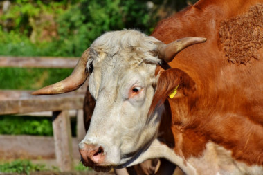 NEVEROVATAN POTEZ: Vlasti Novog Zelanda uvode porez na krave!