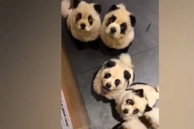 (VIDEO) Da odlepiš od slatkoće! Kafić u kojem možete da se igrate sa "pandama"