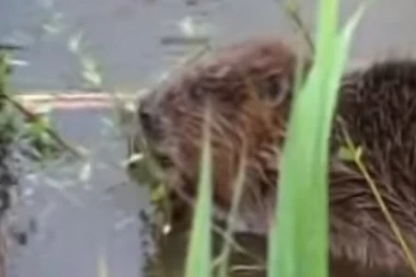 Mali su i slatki, ali nanose ogromnu štetu: U bosanskom naselju neko naselio dabrove?