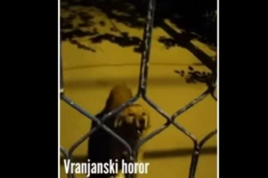 (VIDEO) HOROR NAD HORORIMA! Monstrumi iz Vranja: Majka i sin iz Vranja kolju, siluju i jedu pse