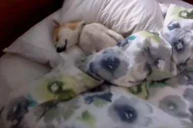 (VIDEO) URNEBESNO! Pas se pravi mrtav da ne bi išao kod veterinara!