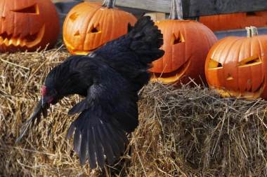 Iza simbola Noći veštica stoji ĐAVO! Evo kako je bundeva postala zaštitni znak ove tradicije