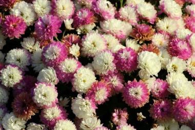 HRIZANTEMA - SIMBOL NOVEMBRA: Evo zašto BAŠ OVAJ divni cvet da položite na grob svojih voljenih!