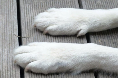 Nikako nemojte da čistite šape psima sredstvima za dezinfekciju ruku, evo zašto!