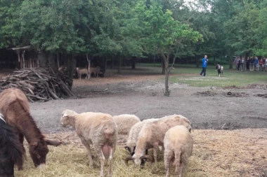 (UZNEMIRUJUĆI FOTO) Horor u Apatinu: Bolesnik se usred noći prišunjao salašu i upucao KONJA I MAGARCA
