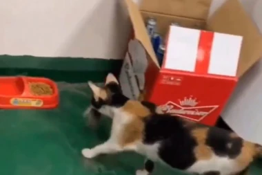 (VIDEO) Ceo svet u neverici: Ono što je mačka uradila graniči se sa čudom