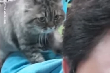 Maca masažerka! Zaboravite skupe tretmane, ona gnječi za sve pare